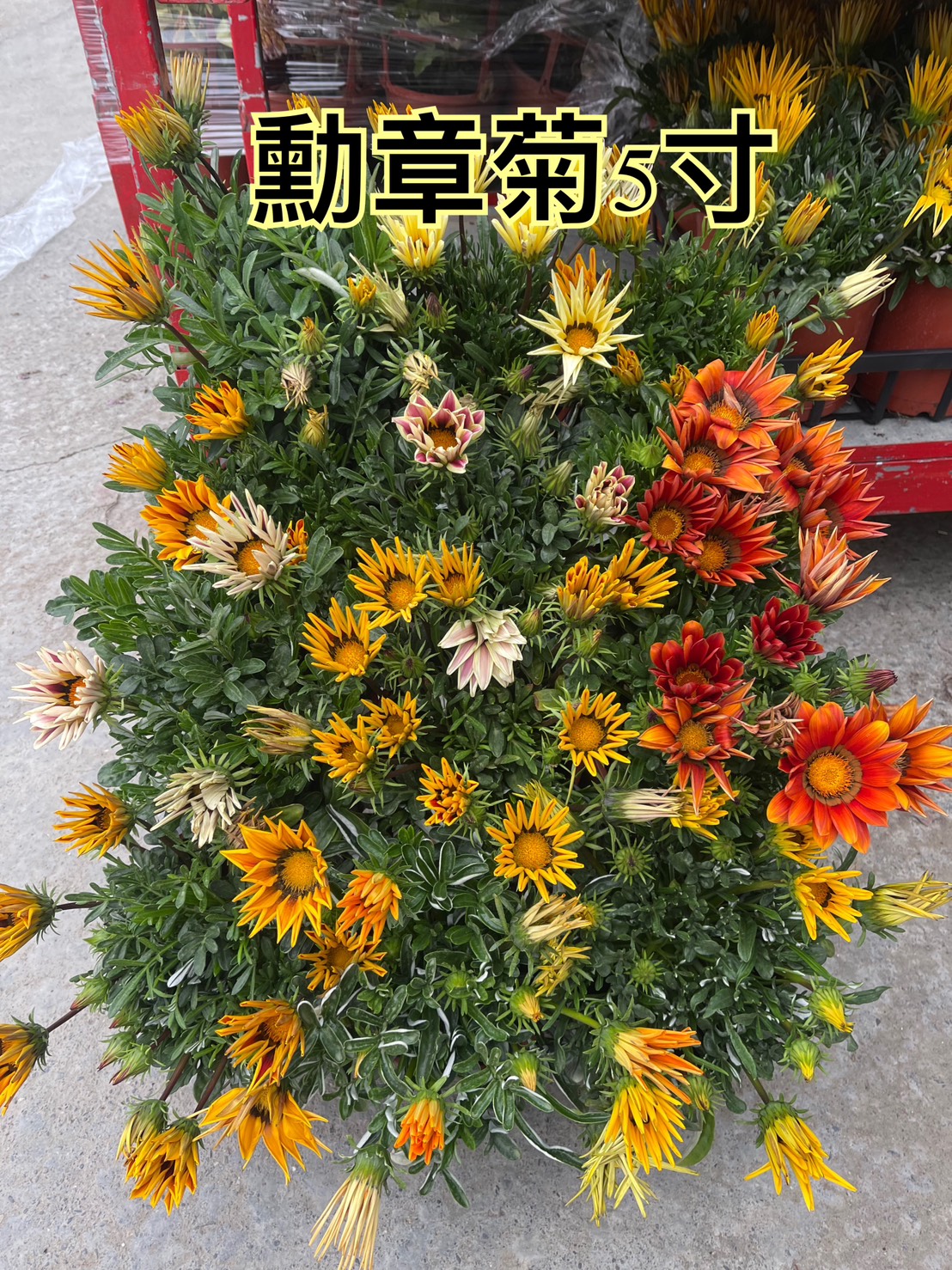 1741570172861.jpg