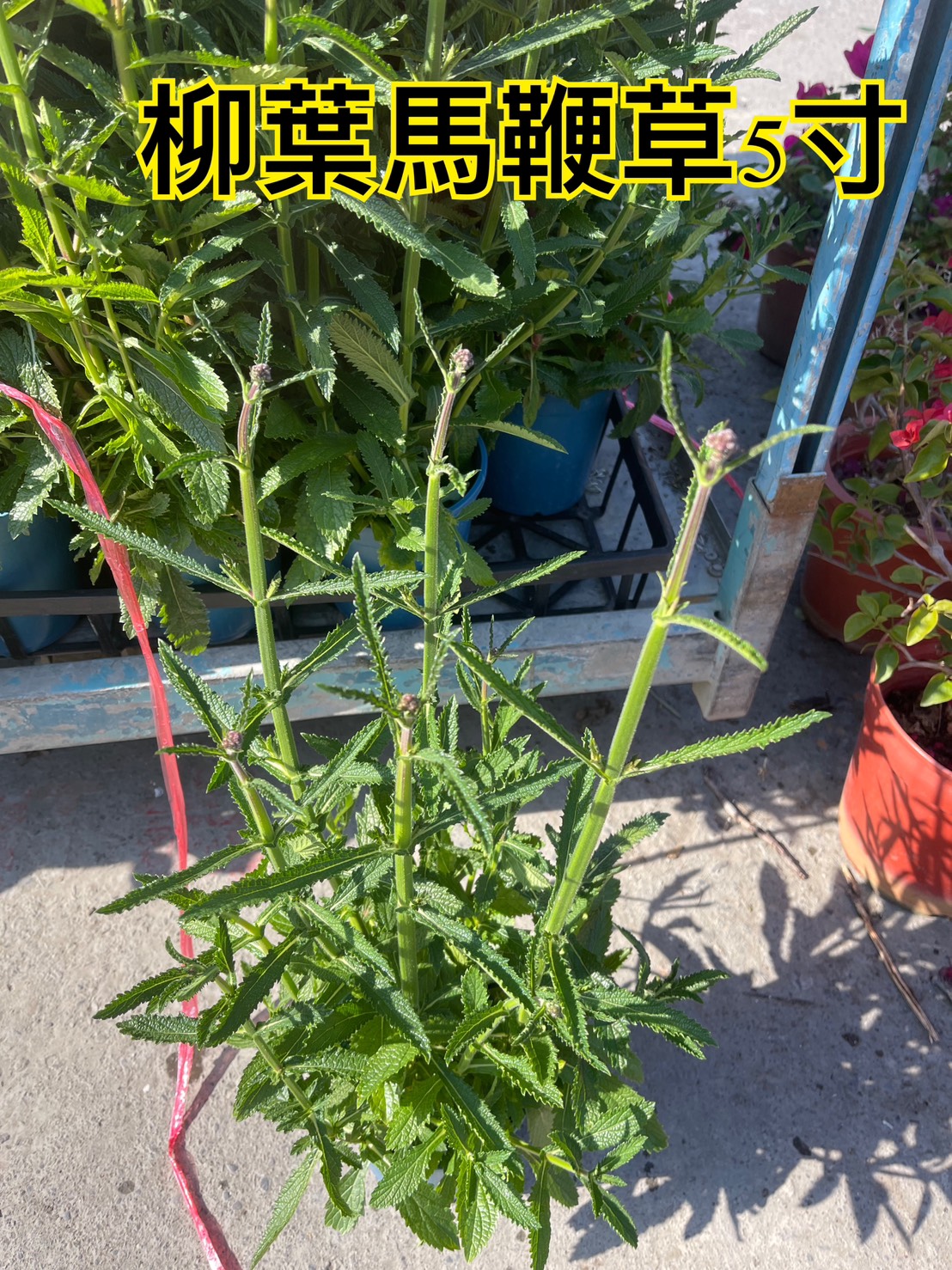 1742532800701.jpg