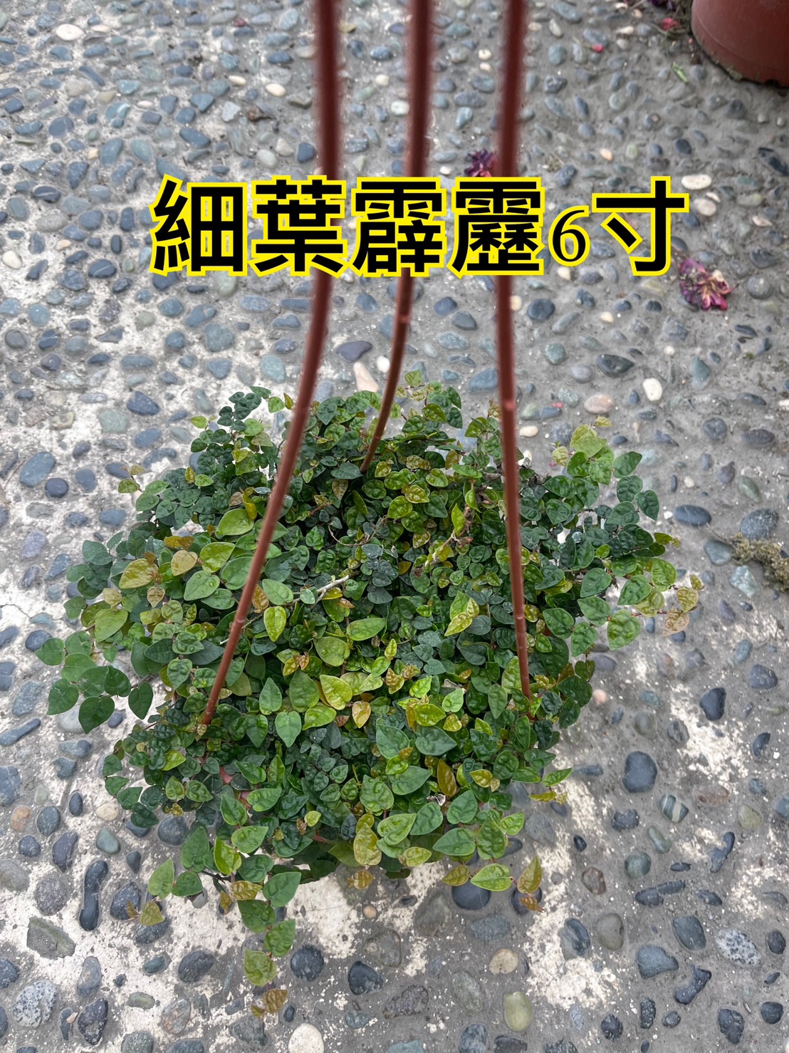 1741665272604.jpg
